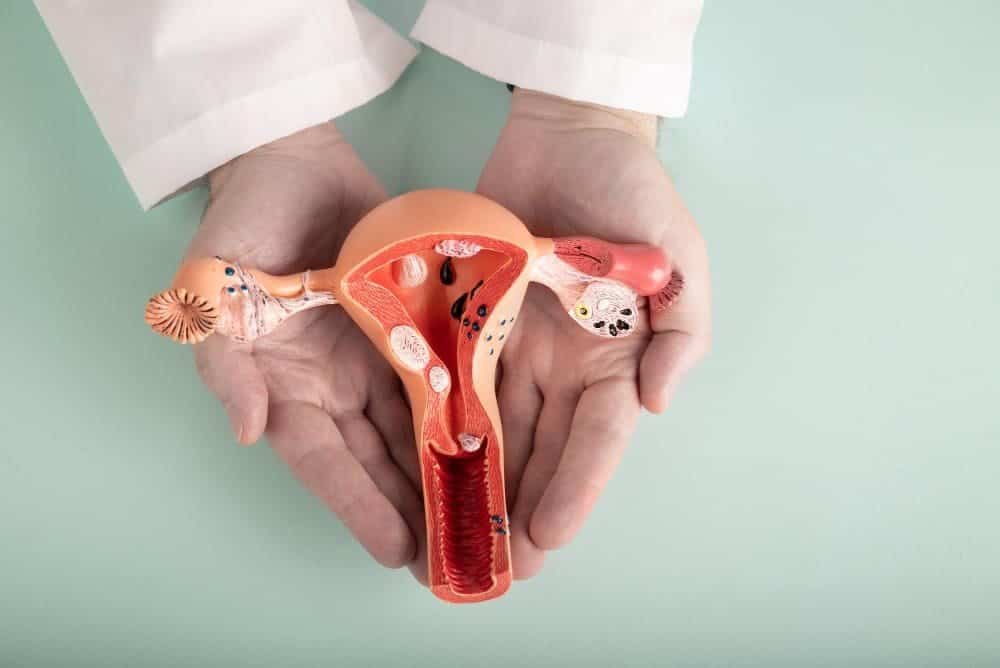 عنق الرحم: دوره وأهم المعلومات عنه